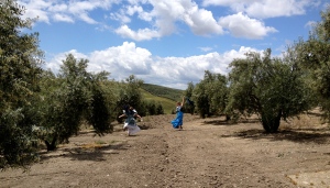 Frolicking through the olive trees
